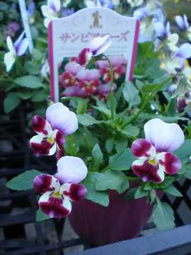 �����r�I���@�T���s�A���[�Y