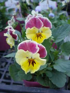 �����r�I���@�ĂӂĂ�