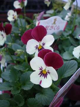 �����r�I���@�g������