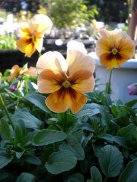 �E�B���^�[�p���W�[�@�u�����Y�V�F�[�h