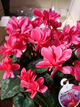 �V�N�������@�`��