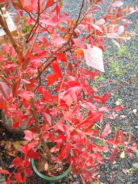 �u���[�x���[�@�g�t