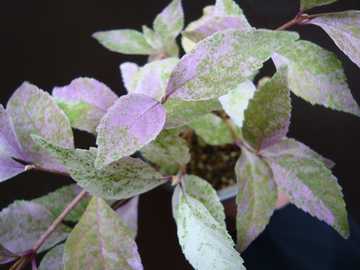 �����T�L�V�L�u�@���X��