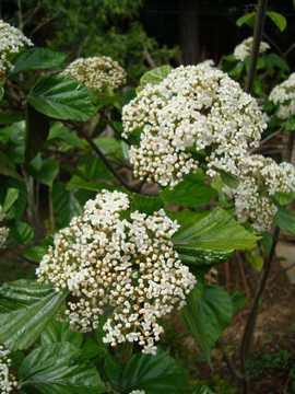 �n�N�T���{�N�@��