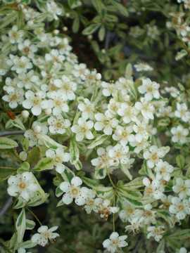 �s���J���T�@�n�[���N�C���@��