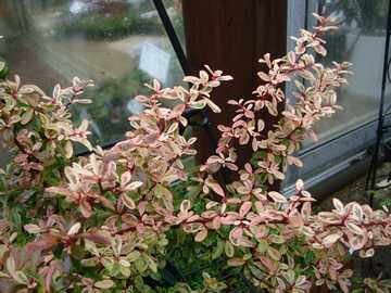 �s���J���T�@������@�g�t