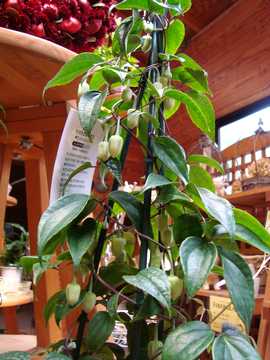 �N���}�`�X�@�A���X���G���V�X