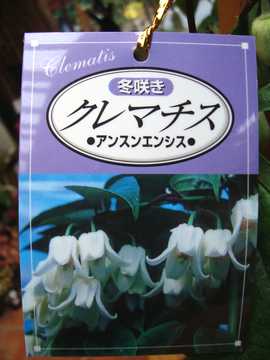 �N���}�`�X�@�A���X���G���V�X�@�|�b�v