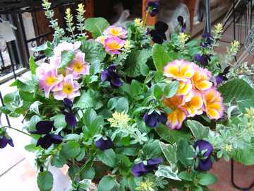 ���[�X�@�v�������@�r�I��