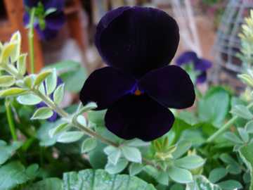 �r�I���@�u���b�N�I�p�[��