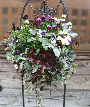 �n���M���O