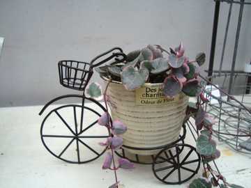 �u���L�@�n�[�g�J�Y��