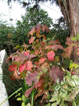 �J�V���o�A�W�T�C