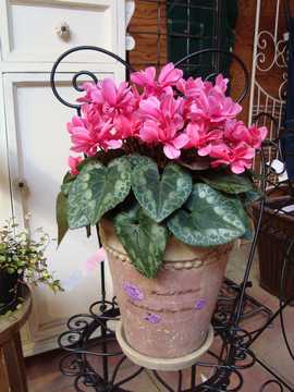 �V�N�������@�M�t�g