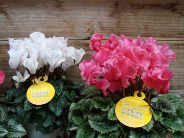 �V�N�������@�t����