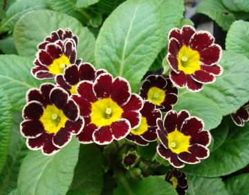 �W�����A���@�����`���R�G�b�W