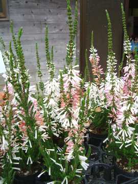 �G���J�@�z���C�g�f�B���C�g