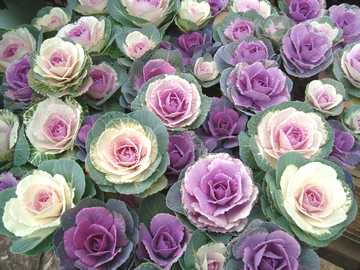 �n�{�^���@�΂�܂�