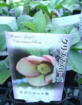 �N���X�}�X���[�Y�@�A�v���R�b�g�n