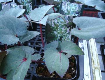 �N���X�}�X���[�Y�@�X�e���j�[�@�c