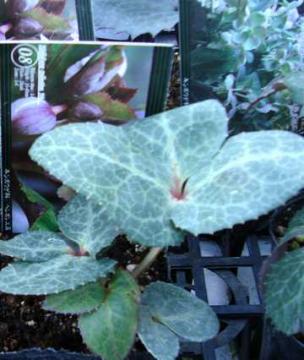 �N���X�}�X���[�Y�@���r�_�X�@�c