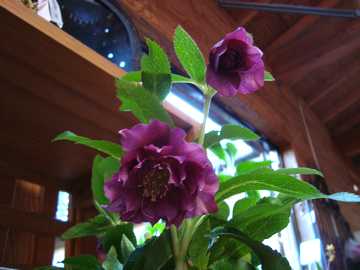 �N���X�}�X���[�Y�@���d�炫