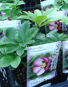 �N���X�}�X���[�Y�@�c�@�s�R�e�B�[