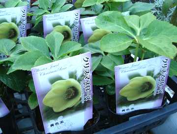 �N���X�}�X���[�Y�@�c�@���F�n