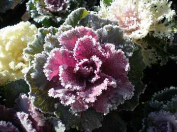 �n�{�^���@��