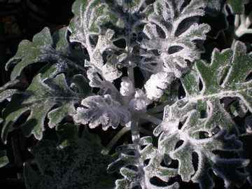 �V���^�G�M�N