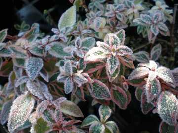 �A�x���A�R���t�F�e�B�[