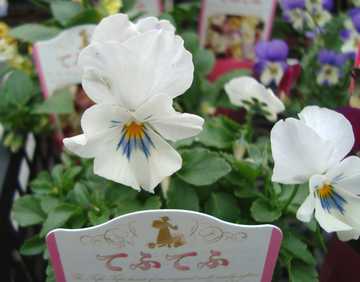 �����r�I���@�ĂӂĂӁ@