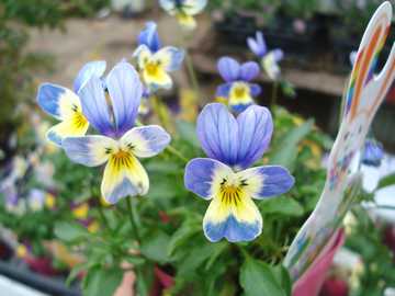 �����r�I���@���r�b�g�����h