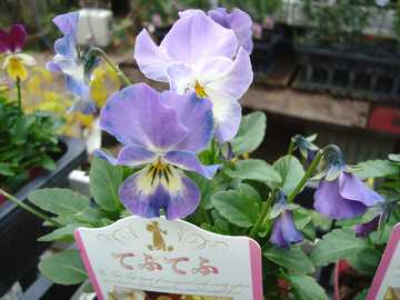 �����r�I���@�ĂӂĂ�