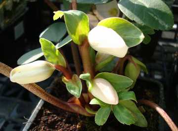 �N���X�}�X���[�Y�@�j�Q���@�ڂ�