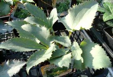 �N���X�}�X���[�Y�@�A�O�`�t�H���E�X