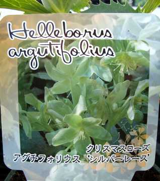 �A�O�`�t�H���E�X�@�V���o�[���[�X