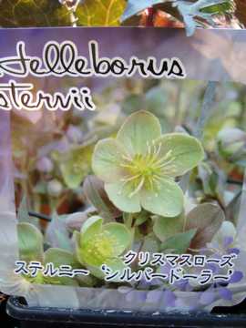 �V���o�[�h�[���[