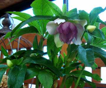 �N���X�}�X���[�Y�@�_�u���@