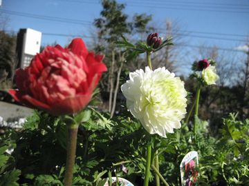 �A�l���l�@���d�炫