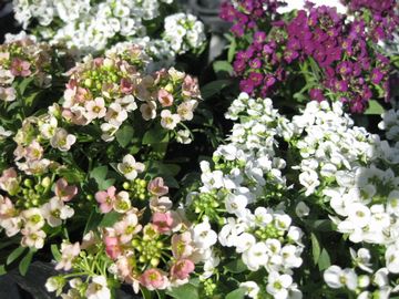 �A���b�T��