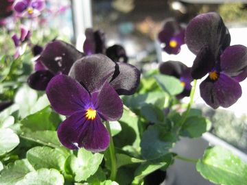 �r�I���@�u���b�N�I�p�[��