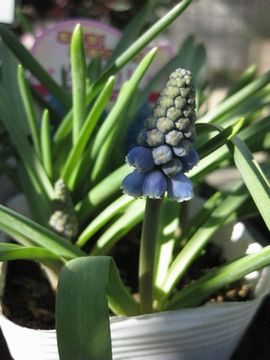 ���X�J��