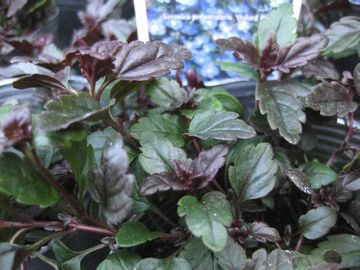 �x���j�J�@�I�b�N�X�t�H�[�h�u���[