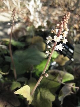 �e�B�A���A�@�E�B���[