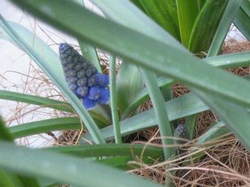 ���X�J��