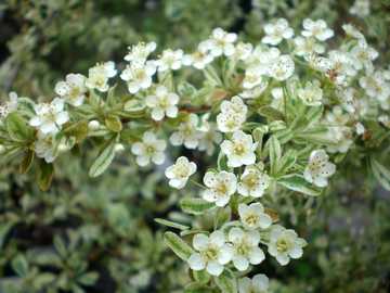 �s���J���T�@�n�[���[�N�C��