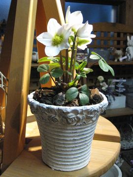 �R�x���g�K�[�f��