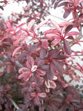 �s���J���T