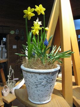 �R�x���g�K�[�f��